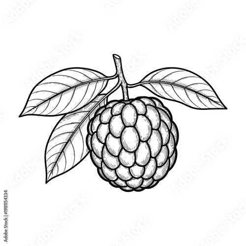 Custard Apple Fruit Sketch Hand Drawn Botanical Engraving Style for Healthy Organic Food Design