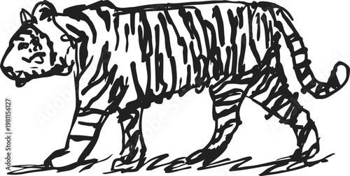 tiger cub walking side view hand drawn wild animal sketch with stripes and tail