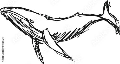 hand drawn sketch of a whale swimming underwater, featuring detailed fin and tail textures