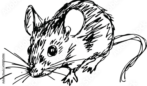 Hand drawn mouse illustration small rodent sketch with detailed fur and whiskers, black and white drawing