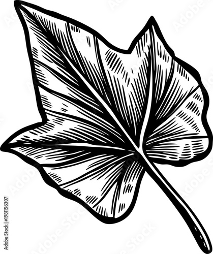 Hand drawn ivy leaf illustration with detailed shading and natural texture for botanical design