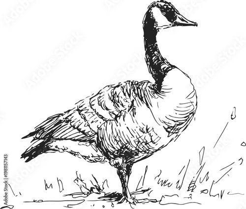 Illustration of a standing goose in natural surroundings detailed with black ink lines