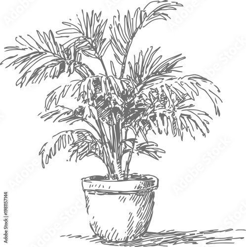 Indoor potted palm plant with large fronds hand drawn black and white botanical illustration