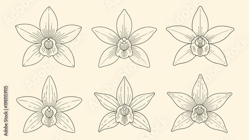 Collection of six hand drawn vanilla orchid flowers in symmetrical line art style on a soft cream background.