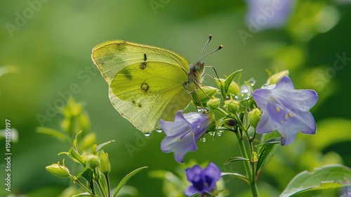 Bright Green Butterfly Resting on Delicate Purple Flower Petals