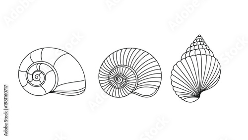 Set of three different sea shells in detailed line art style isolated on a white background for maritime and beach design.
