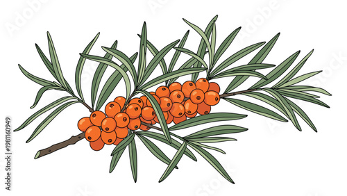 Detailed botanical illustration of a sea buckthorn branch with vibrant orange berries and narrow green leaves on a white background.