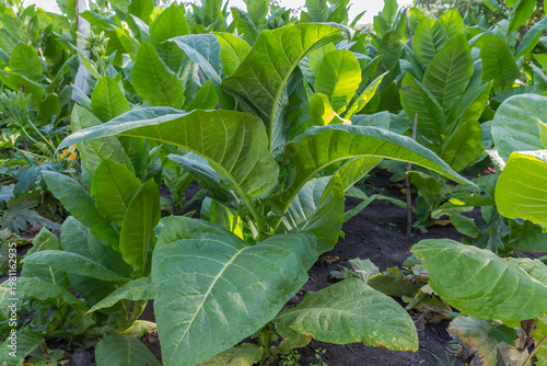 Quadro su tela Young tobacco plants with big leaves on field, bottom view
