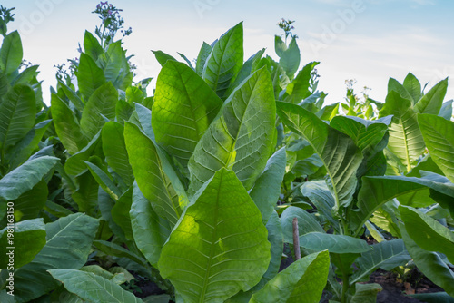 Quadro su tela Leaves of tobacco plants on field, bottom view against sky