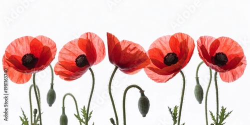 

A beautiful blossom of red poppy flowers with delicate petals and green stems isolated on a white background for a clean floral nature design