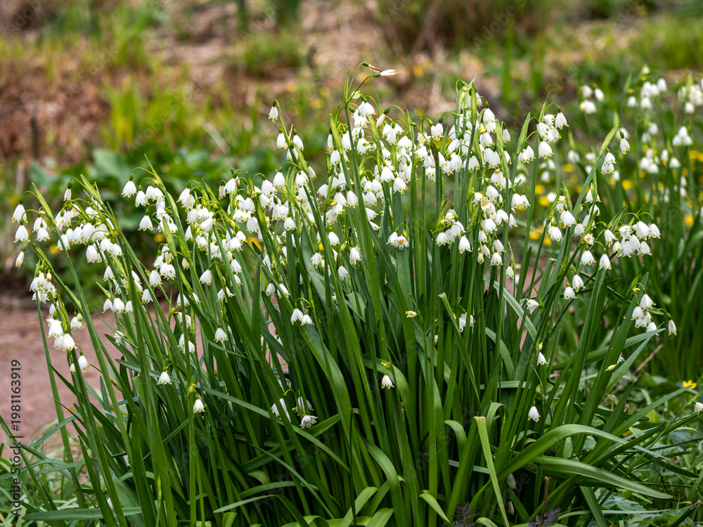 Fototapeta premium Leucojum aestivum a spring flowering bulbous plant with a white springtime flower commonly known as summer snowflake, Loddon lily and St Agnes' flower, gardening stock photo image