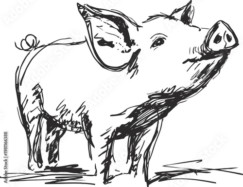sketch of pig farm animal standing and looking up with curled tail