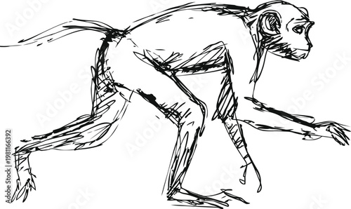 sketch of a monkey walking with extended arm and detailed face expression in black ink
