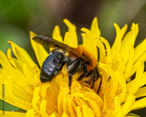 Tableau sur toile Miner bee on a dandelion flower. Early spring pollinator.