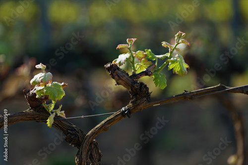 Fleurs de raisin