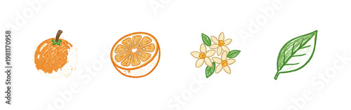 Citrus Fruits and Orange Slices Botanical Elements with Colorful Crayony Pencil Texture and Fluid Colorful Aesthetic