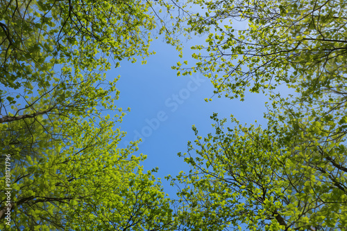 upward perspective forest canopy view looking up trees sky nature background sunlight leaves abstract natural pattern copy space