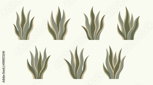 Aloe Vera Plants Green Leaves.