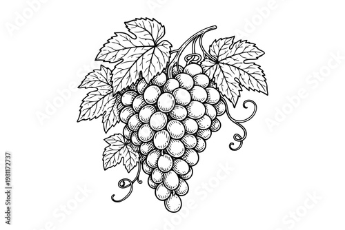 A detailed sketch of a grapevine cluster with leaves and tendrils. Vector