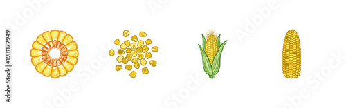 Maize Agriculture and Corn Harvest Elements with Colorful Crayony Pencil Texture and Organic Colorful Style
