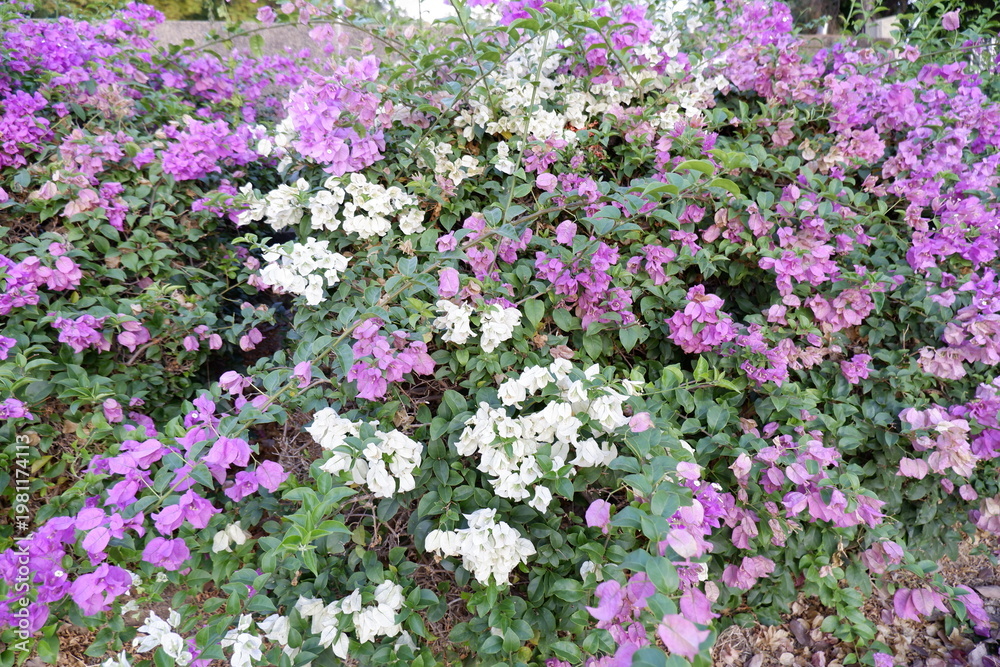 Fototapeta premium Beautiful pink and white bougainvillea flowers blooming in the garden shrub.