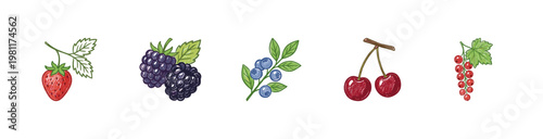 Wild Forest Berries and Garden Fruits Botanical Illustration with Inky Crayon Pencil Texture and Detailed Organic Textures