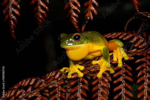 Orange Thighed Treefrog - Ranoidea xanthomera, beautiful colored tree frog native to a small area of tropical northern Queensland, Australia. 