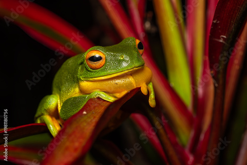 Orange Thighed Treefrog - Ranoidea xanthomera, beautiful colored tree frog native to a small area of tropical northern Queensland, Australia. 