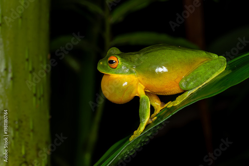 Orange Thighed Treefrog - Ranoidea xanthomera, beautiful colored tree frog native to a small area of tropical northern Queensland, Australia. 
