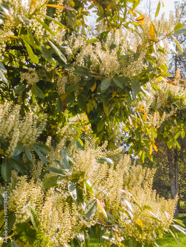 Flowers bloom on trees at Este Castle in Padua, Italy during spring season