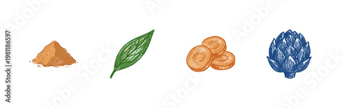 Ginger Root and Culinary Spices Botanical Elements with Colorful Crayony Brush Strokes and Organic Calligraphic Outlines