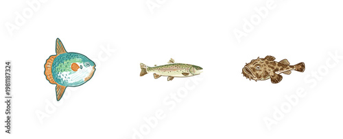 Marine Sea Fish and Edible Saltwater Seafood Species with Colorful Crayony Pencil Texture and Detailed Ink Wash Aesthetic