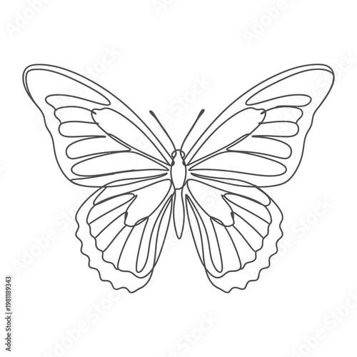 Elegant outline drawing of a butterfly
