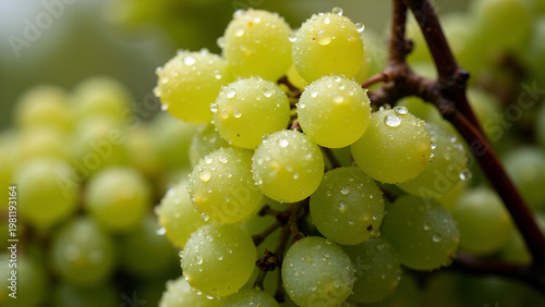 Fresh green grapes with water droplets, macro organic fruit concept