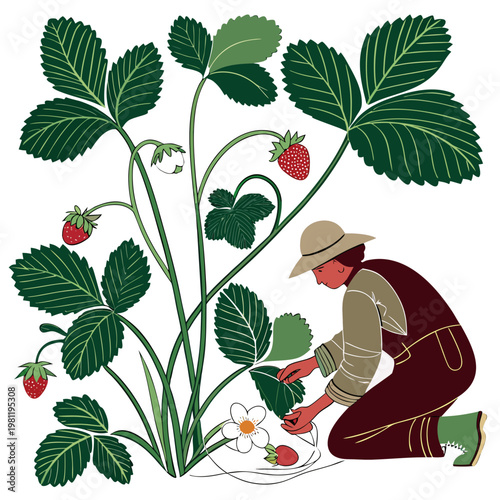 A charming illustration depicts a person harvesting ripe strawberries amidst lush green foliage and delicate white blossoms high quality professional detailed modern