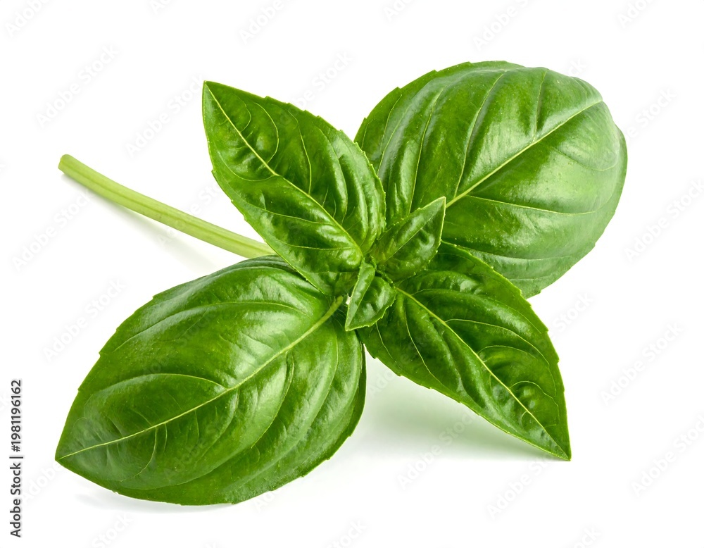 Fototapeta premium Fresh Green Basil Leaves Isolated on White Background.