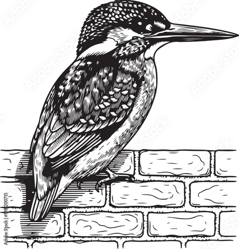 Elegant woodpecker perched on an old brick wall hand drawing illustration vector