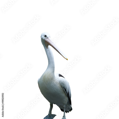 pelican bird in PNG