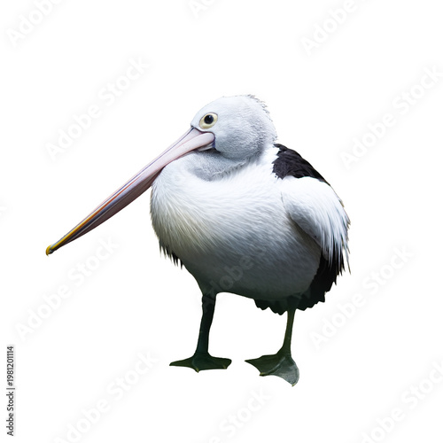 pelican bird in PNG