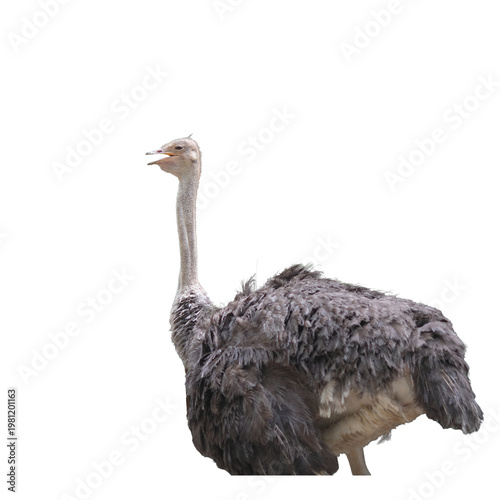 ostrich in PNG