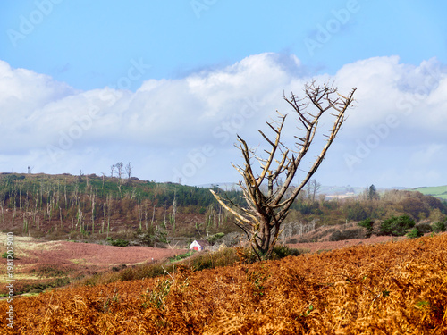Wallpaper Mural A solitary tree stands tall against a vibrant landscape. The leafless branches reach towards the serene blue sky. Torontodigital.ca