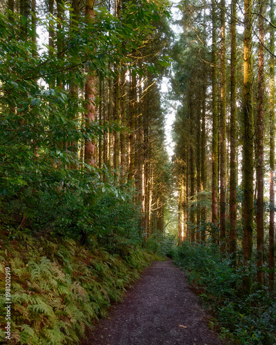 Wallpaper Mural Towering trees create a natural tunnel inviting exploration. Torontodigital.ca