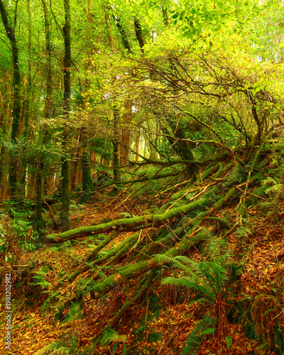 Wallpaper Mural Mossy tree trunks and branches lie across a forest floor covered in autumn leaves and green ferns. Torontodigital.ca