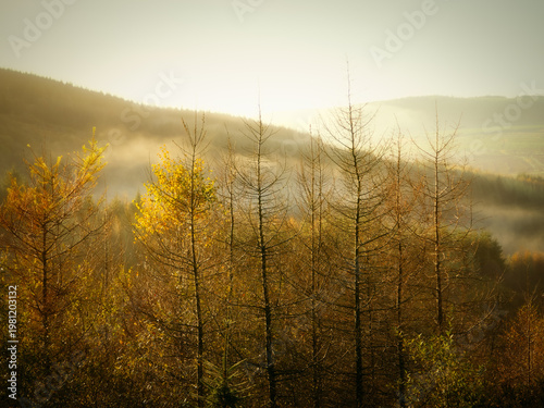 Wallpaper Mural Morning light illuminates golden trees and bare branches rising above a misty valley. Hills fade into a soft, hazy background during the autumn season. Torontodigital.ca
