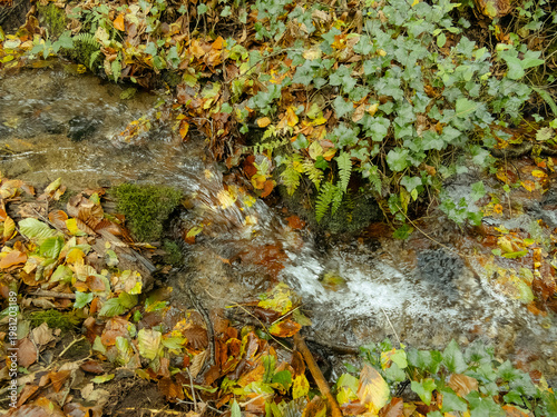 Wallpaper Mural Flowing forest stream surrounded by colorful autumn leaves and vibrant green ivy on a peaceful fall day. Torontodigital.ca
