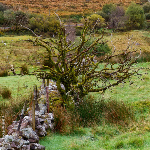 Wallpaper Mural Gnarled, moss-covered tree with twisted bare branches stands beside a rustic stone wall in a vibrant green pasture. Torontodigital.ca