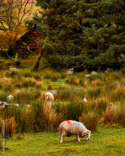 Wallpaper Mural A sheep with red markings grazes in tall dry grass in front of a dark forest containing a stone shed. Torontodigital.ca