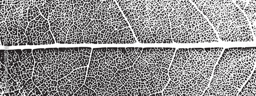 Valokuva Black and white close-up of leaf veins and cells texture
