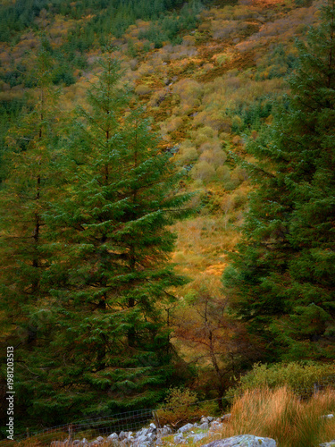 Wallpaper Mural Evergreen trees frame a hillside forest showing vibrant gold and orange autumn foliage in a natural landscape. Torontodigital.ca