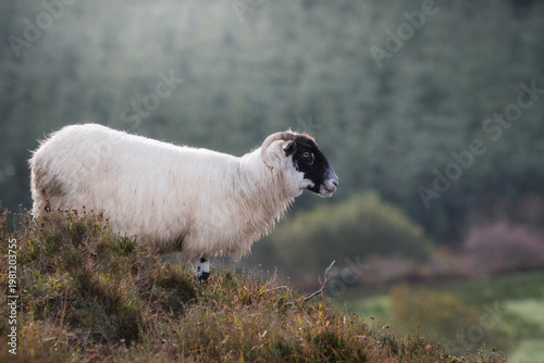 Wallpaper Mural Side profile of a horned sheep standing on a grassy ridge with a soft-focus forest background in the distance. Torontodigital.ca
